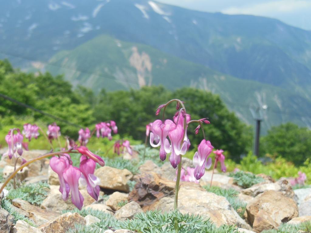 彩虹山林小屋 白马村 外观 照片