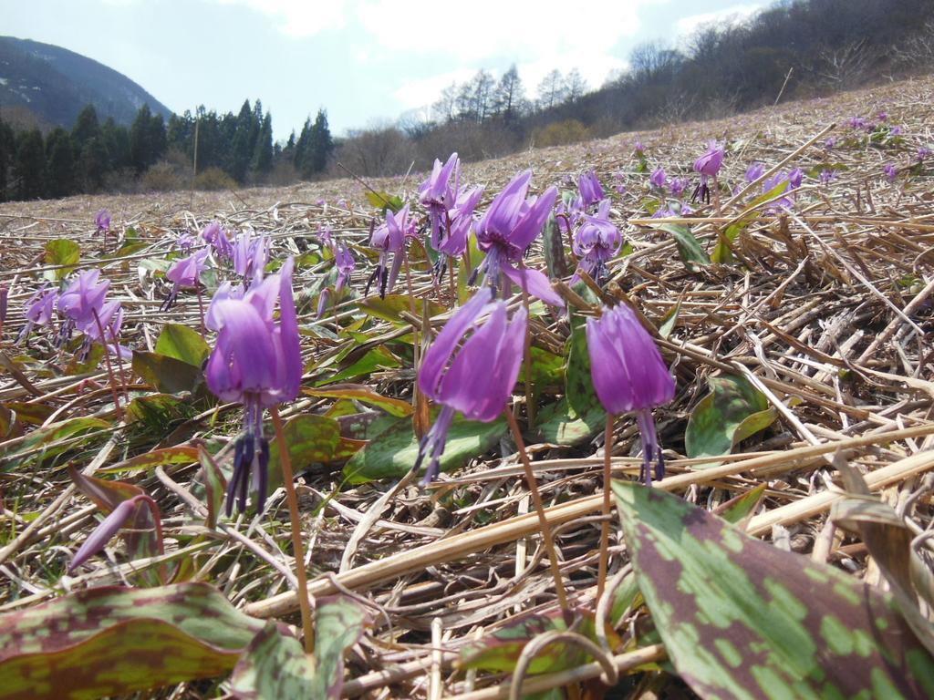 彩虹山林小屋 白马村 外观 照片